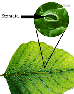 Stomata