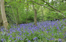 Sea of Bluebells