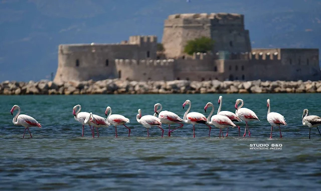 Φλαμίνγκο στο Ναύπλιο: Ιπτάμενοι μετανάστες μπροστά στο Μπούρτζι (βίντεο)