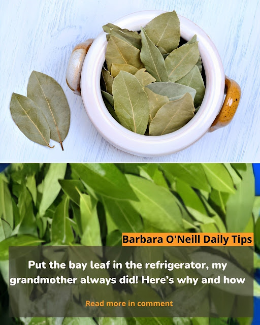 My granny always kept the bay leaf in the refrigerator, as was her customary practice. The question is, how and why?