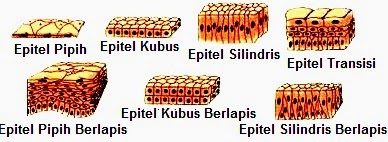  Jaringan  Pada Hewan  dan  Tumbuhan Lengkap dengan Gambar