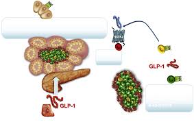 Glucagon-Like Peptide-1 (Glp-1) Analogs