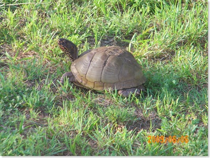 not a shy turtle