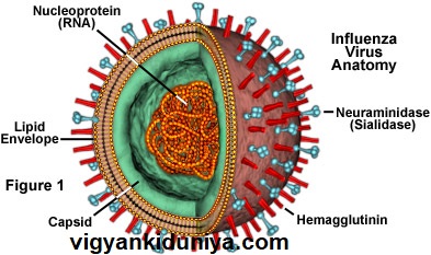 इंफ्लुएंजा (Influenza)