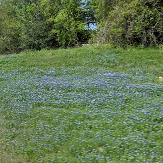 Texas Bluebonnets blooming