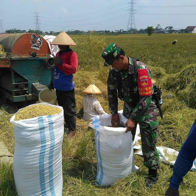 BABINSA LAKSANAKAN SERGAB BELI GABAH PETANI WILAYAH KORAMIL 02 NGUTER