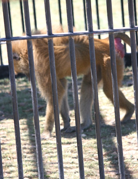 animal safari labor day 2011 102