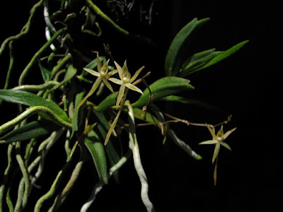 Angraecum cultriforme care and culture