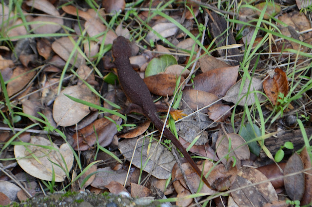 newt on the run