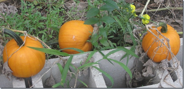 August 2010 393
