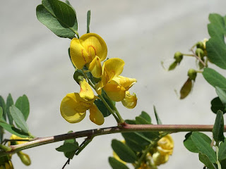 Baguenaudier - Colutea arborescens 