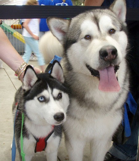 Imagens de malamute do alasca e husky siberiano