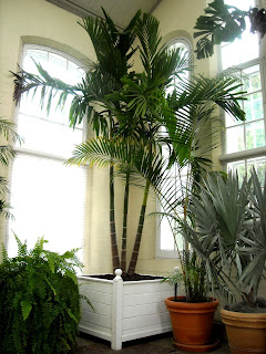 Palm-Tree-indoors