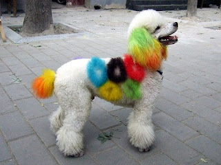 Funny Colored Dog