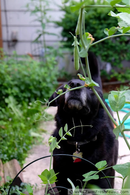 a large black dog sniffing sweet pea vines in a backyard garden