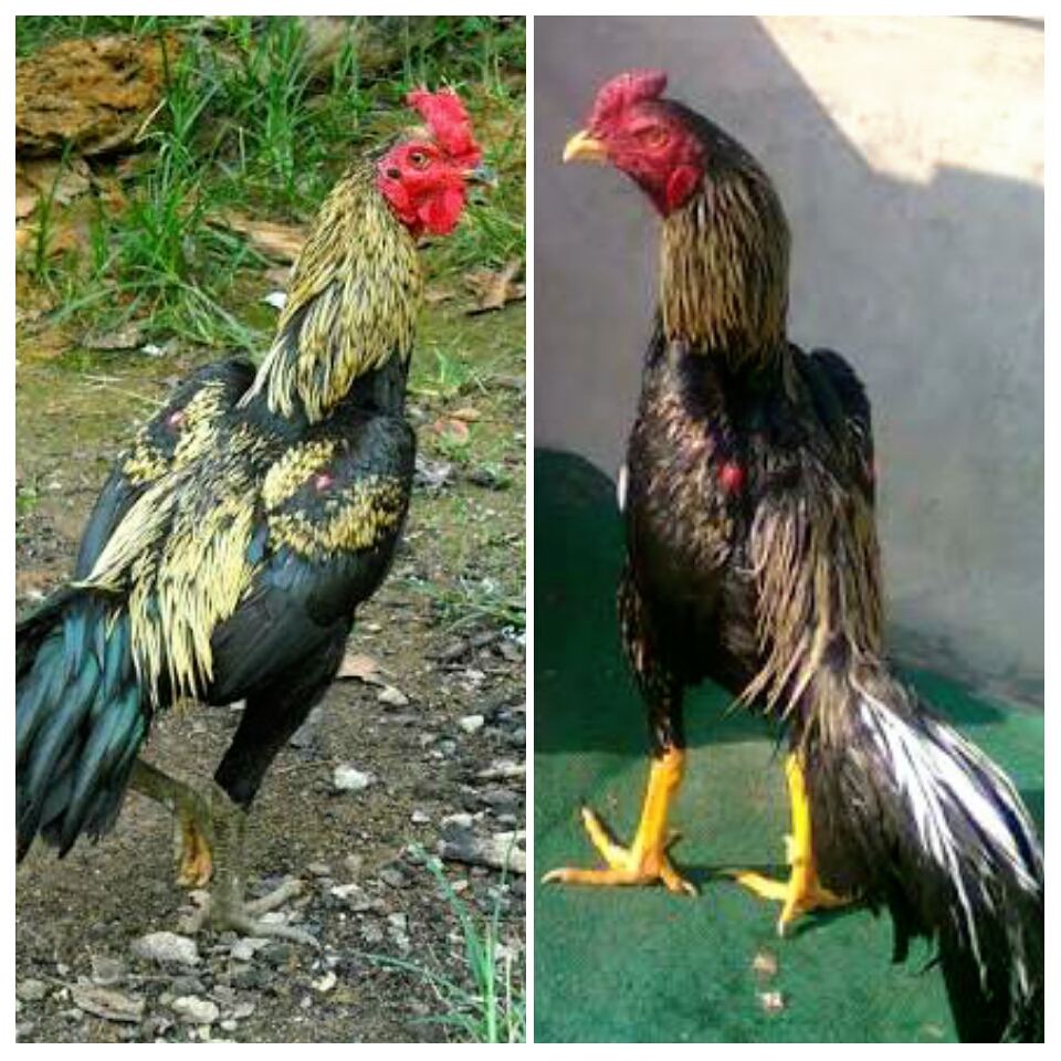  Ayam Bangkok  Khas Bulu Jalak Wido Paling Populer AYAM  