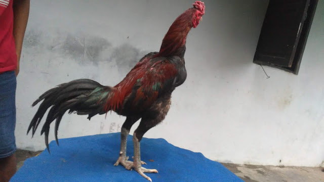 Bentuk Dan Model Kaki Ayam Petarung Pukul Saraf/Ko : Sang ...