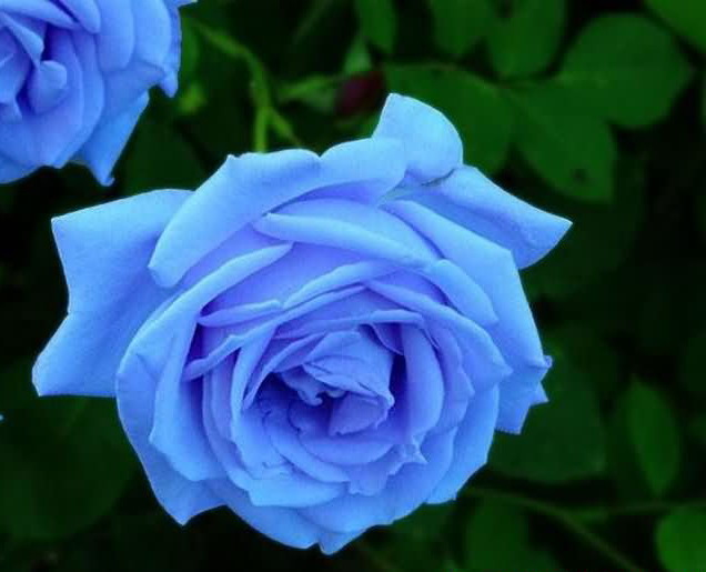 Avenger blog: Blue Rose Flower