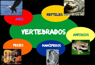 vertebrados