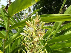 Alpinia galanga