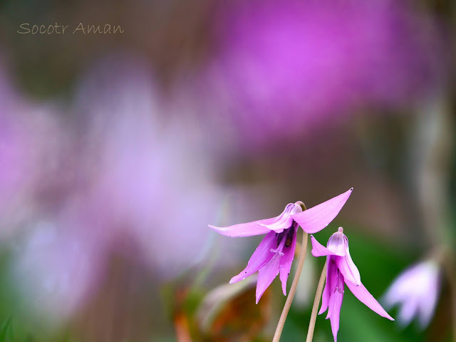 Erythronium japonicum