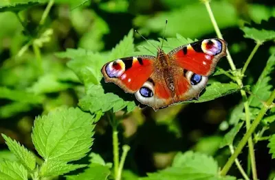 AMO · Ich liebe die Schmetterlinge · Henry van de Velde