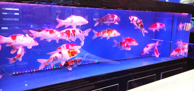 Cara Budidaya Ikan Koi Di Aquarium
