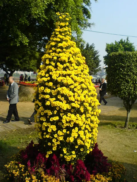 黃色的菊花樹