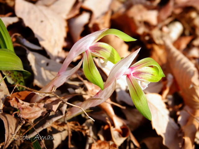 Cymbidium goeringii