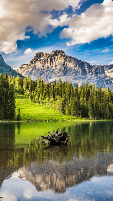 Mountains, Forest, Lake, Stone, Trunk