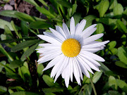 Foi num destes dias comuns, que Caroline viu uma flor que se destacava ao . (lenda casa do bosque flor)