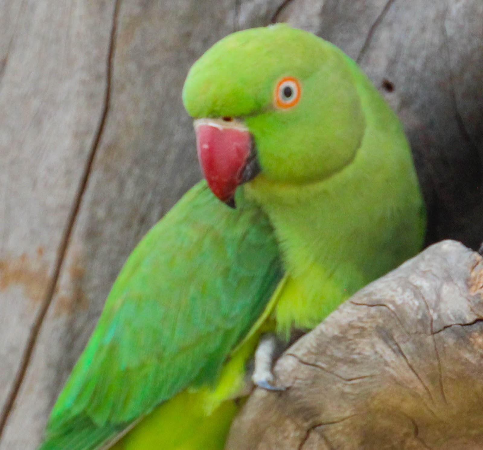 Rose-ringed Parakeets Pearl City Hawaii - FeederWatch