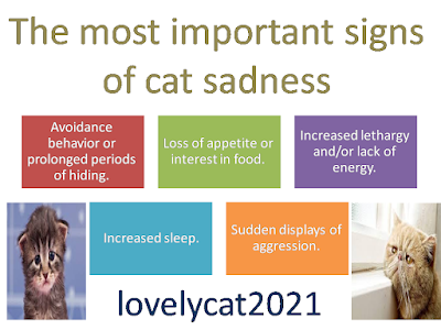The most important signs of cat sadness