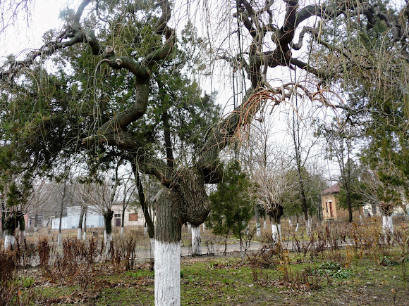 Белгород-Днестровский. Педагогическое училище. 1900 г. Сквер