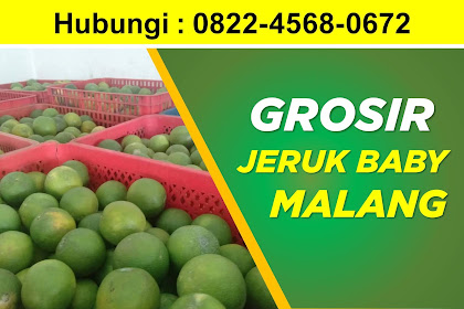 Telp/WA : 0822-4568-0672, Agen Jeruk Baby Java Depok