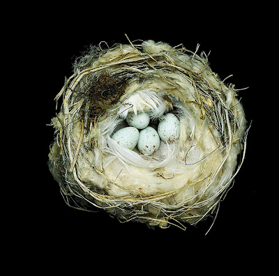 Birds Nests Photography by Sharon Beals Seen On www.coolpicturegallery.us