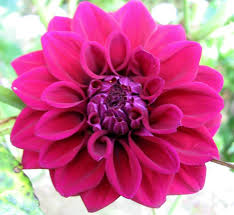 gambar bunga dahlia