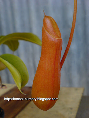 Nepenthes xVentrata