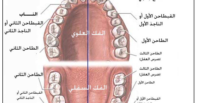 وظائف الأسنان ، الأكل والمضغ، النطق، الضّحك والابتسام، الأسنان 
