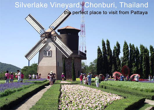 Silverlake Vineyard is the perfect place to visit from Pattaya