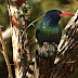 The Green Wood-Hoopoe