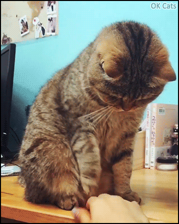 Funny Cat GIF • Cat does not want that human touch his cute paws [ok-cats.com]