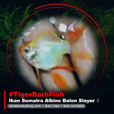 ikan-sumatra-albino-balon-slayer-tiger-barb-fish-albino-balloon-slayer