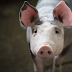 Nació en Brasil un cerdo con 8 patas y dos cuerpos