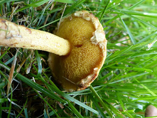 Bolet d'Amérique - Suillus americanus