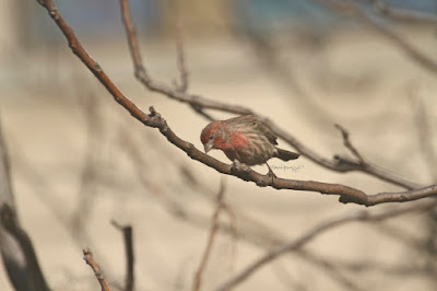 This photo features a male house finch perched on the branches of an Ailanthus tree. A web-page re this bird describes this bird type by saying, “ House Finch males are more orangey-red with color equally bright on crown, throat, and breast. Red color is mostly restricted to head and upper chest, contrasting with cold gray-brown nape, back, and wings. Pale sides show distinct brown streaks, lacking red tones. Females lack bold face pattern and have more diffuse patterning overall. Often sings loudly in neighborhoods and visits feeders.” House finches have a backstory in volume one of my book series, “Words In Our Beak,” where I describe how they were nearly wiped off the Eastern seaboard due to issues with their eyesight. Info re my books is in another post on my blog @  https://www.thelastleafgardener.com/2018/10/one-sheet-book-series-info.html