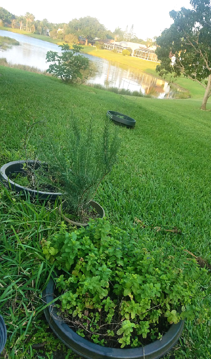 fresh mint, parsley, oregano, basil and rosemary  growing in my garden