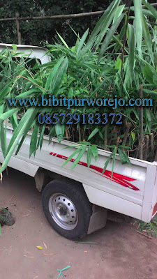 jual bibit bambu wulung, bibit bambu wulung purworejo, bibit bambu hitam, bambu wulung, jual bibit bambu wulung, bambu wulung, bibit bambu wulung, jual bibit hitam , bambu wulung purworejo, jual bibit bambu purworejo, keunggulan bambu wulung, budidaya bambu wulung, bambu wulung siap tanam, panen bambu wulung, aneka bambu wulung, aneka bambu hitam, jual bambu hitam, jual bambu wulung jawa tengah, bibit bambu wulung jawa tengah, bambu wulung jawa tengah, jual aneka bibit bambu siap tanam, bibit bambu wulung kultur jaringan, bibit bambu wulung stek cabang, bibit bambu wulung stek batang, jual bibit bambu apus, bibit bambu apus purworejo, bibit bambu jawa, bambu apus, bambu tali, bambu jawa, bibit purworejo, budidaya bambu apus, pring tali, jual bambu apus, jual bibit bambu apus, jual bambu jawa, jual bambu tali, anyaman bambu apus, jual aneka jenis bambu, bambu petung, jual bambu petung, bambu petung purworejo, budidaya bambu petung, hasil bambu petung, bambu petung, bambu ampel, bambu wulung, jual bibit bambu, jual bibit bambu purworejo, jual bibit bambu jawa tengah, pengiriman bibit bambu, kegunaan bibit bambu, jual bibit bambu apus, bibit bambu tali, bibit bambu apus, investasi bambu, bambu siap tanam, bibit bambu apus siap tanam, aneka bibit bambu purworejo, bambu kuning, bambu panda, bambu jepang, jual biit bambu, bambu panda, bambu kultur jaringan, bibit bambu apus kultur jaringan, bambu apus kultur jaringan, jual bibit bambu kultur jaringa, jual bibit bambu petung kultur, aneka bibit abmbu stek cabang, cara stek bambu, cara stek bambu apus, cara stek bibit bambu petung, bibit bambu wulung, bambu hitam, bambu hias, bambu katak, aneka bibit bambu.