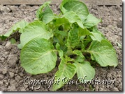 kartoffelplante 