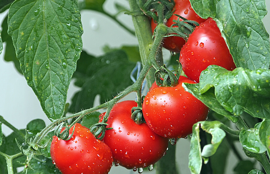 Ministry Announces Tomato Grand Challenge Hackathon